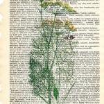 Dictionary Book Page Art Print Fennel Herb