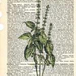 Dictionary Book Page Art Print Basil Herb