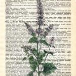 Dictionary Book Page Art Print Catnip Herb