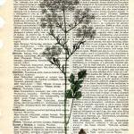 Dictionary Book Page Art print Anis..