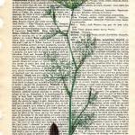 Dictionary Book Page Art Print Dill Herb