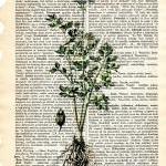 Dictionary Book Page Art Print Celery Herb